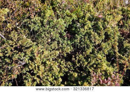 Flora Of Iceland - Common Junipers (juniperus Communis) On The Volcanic Rocks