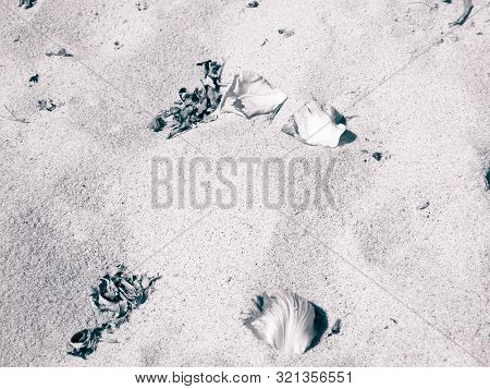 Rose Petals On Sand As Nature Background. Copy Space.