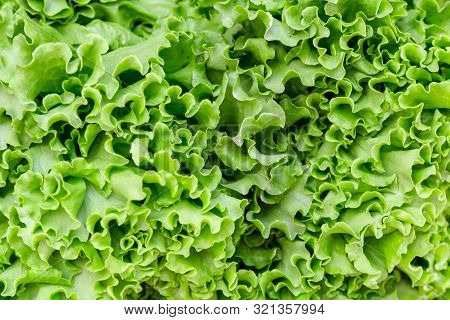 Closeup Of Organic Fresh Green Slad Background. H