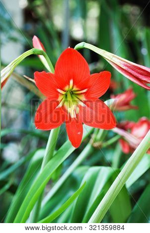 Amarylis Flower, Full Bloom In A Tropical Botanical Garden. Hippeastrum Amaryllis