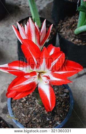 Amarylis Flower, Full Bloom In A Tropical Botanical Garden. Hippeastrum Amaryllis