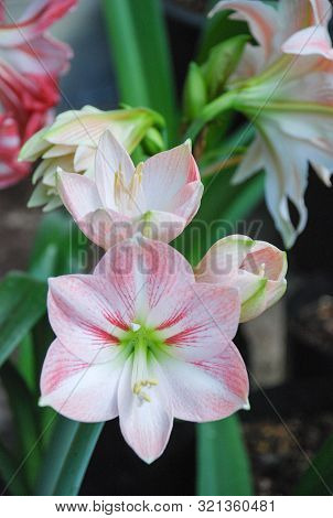 Amarylis Flower, Full Bloom In A Tropical Botanical Garden. Hippeastrum Amaryllis