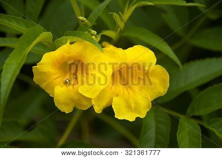 Twosome Yellow Blooms Against Dark Green Leafy Background