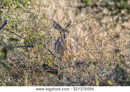 A Steenbok Ewe, Raphicerus Campestris, Hiding Behind A Bush