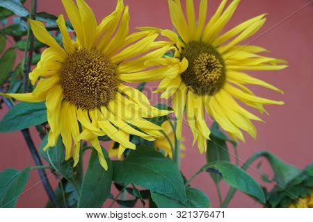 Yellow Sunflowers At Home On Red Background