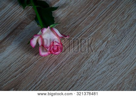 Dolce Vita Rose On Wood With Gray Background