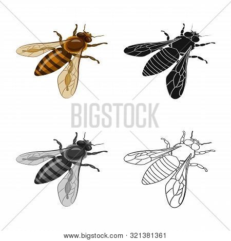 Vector Illustration Of Bumblebee And Wild Icon. Collection Of Bumblebee And Biology Vector Icon For 