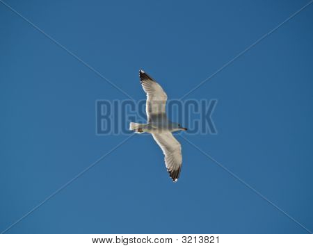 갈매기는 하늘에 오르지