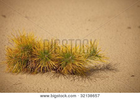 Ensom bush