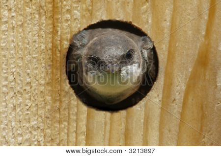 Ženské strom vlaštovka (Tachycineta Bicolor)