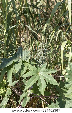 The Oilseed, Medicinal And Decorative Garden Plant (ricinus Communis) From Which Get Castor Oil (ole