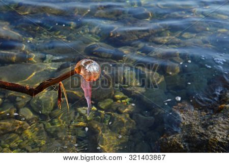 The Pink Jellyfish Is Caught And Set On A Dry Branch. Selective Focus
