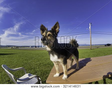 A Dog On A Table.