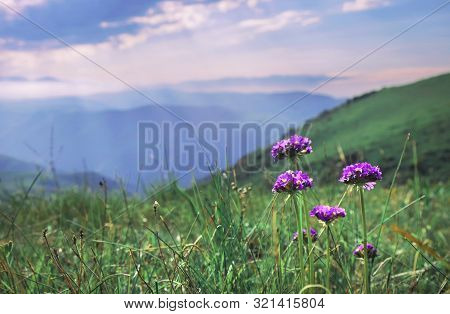 Beautiful Summer Landscape, Purple Flowers In The Mountains And Sunrays In The Sky, Plateau Ushkonyr