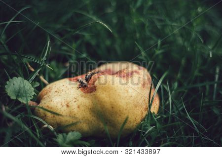 A Several Bees On The Unsound Pear Laying In The Grass - Illuminated With Natural Light On Sunset. D