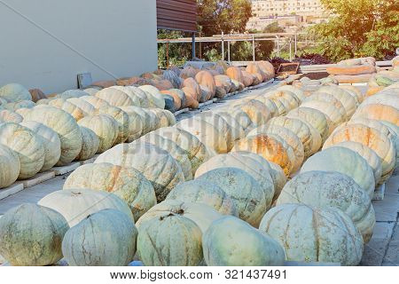 Ripe Pumpkins Of Various Sizes Are Stored In Farm Yard Outdoor. Harvest And Autumn Concept