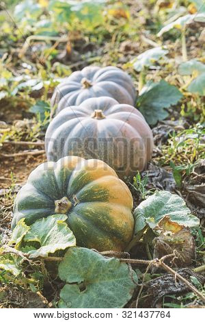 Ripe Pumpkins Of Various Sizes Are Stored In Farm Yard Outdoor. Harvest And Autumn Concept