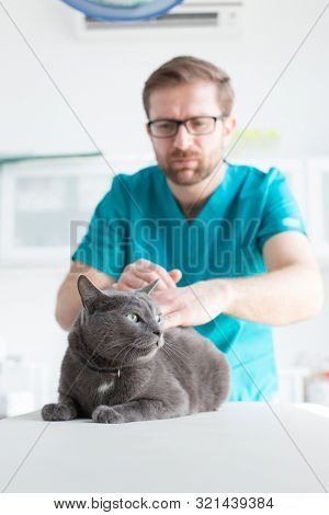 Veterinary doctor examining Russian Blue cat at clinic