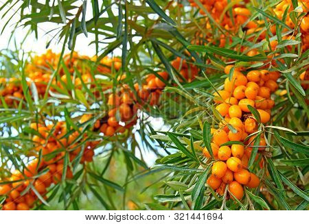 A Branch Of Sea Buckthorn With Ripe Orange Berries In Dense Foliage. Healthy Sour Berry With A High 