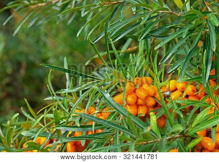 Thick Green Foliage Of Sea Buckthorn With Bright Orange Berries In The Autumn Garden. Healthy Sour B