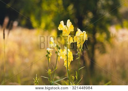 Several Yellow Flowers In A Forest Glade. Flowers Grow On The Edge Of The Forest In The Sunniest Pla