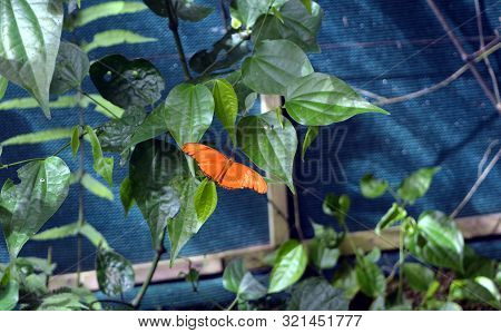 Dryas Iulia Or Julia Butterfly - A Species Of Brush-footed Butterfly