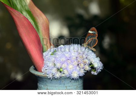 Greta Oto ( Stained Glass Wings Butterfly ) - A Species Of Brush-footed Butterfly