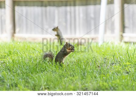 A Cute, Furry Fox Squirrel Standing Up In The Green Grass Of A Back Yard And Eating A Pecan Nut Whil
