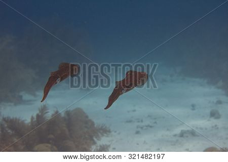 Pair Of Caribbean Reef Squid On Coral Reef Off Bonaire, Dutch Caribbean