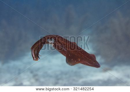 Caribbean Reef Squid On Coral Reef Off Bonaire, Dutch Caribbean