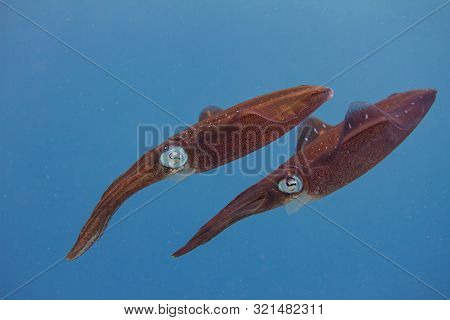 Pair Of Caribbean Reef Squid On Coral Reef Off Bonaire, Dutch Caribbean