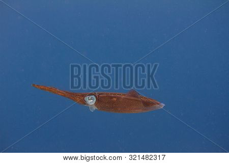 Caribbean Reef Squid On Coral Reef Off Bonaire, Dutch Caribbean