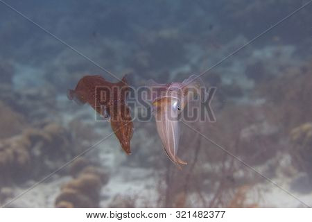 Caribbean Reef Squid Communicating By Changing Skin Color On Coral Reef Off Bonaire, Dutch Caribbean