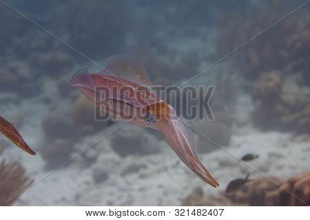 Caribbean Reef Squid On Coral Reef Off Bonaire, Dutch Caribbean