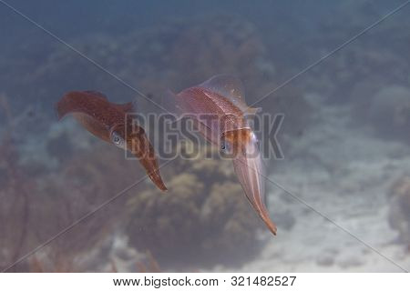Caribbean Reef Squid Communicating By Changing Skin Color On Coral Reef Off Bonaire, Dutch Caribbean