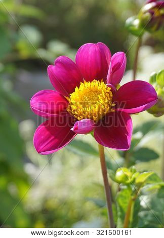 Showy And Bright Purple Magenta Dahlia Flower Close Up.