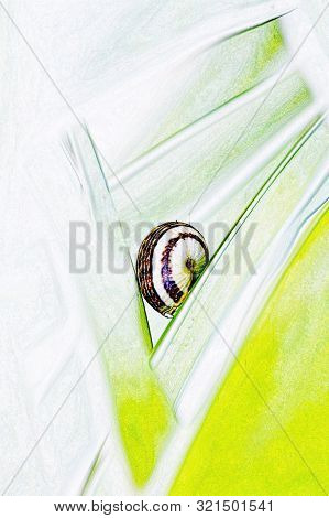 Close Up Of A Snail On A Yuca Palm Leaf