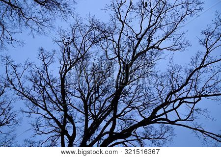 Tree Branches Without Leaves Against Blue Sky. Natural Environmental Pattern Or Background.