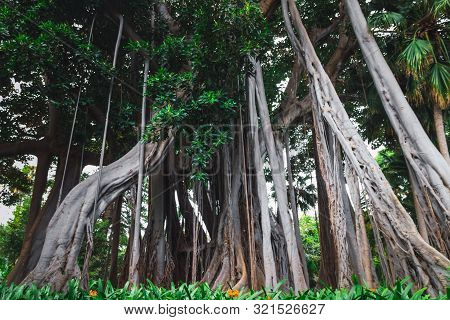Ficus Macrophylla F. Columnaris, La Estrategia Del Gigante, Giant Trees Growing In Tropical Parc