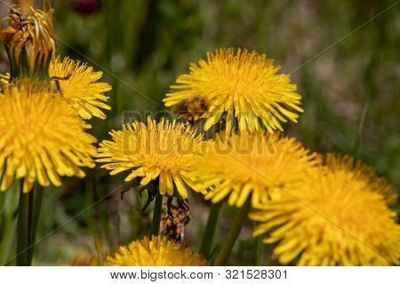 View Of A Blossoming Dandelion Leontodon With A Bee In Bloom With Pollen In The Swiss Alps.focus Lie