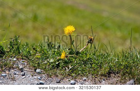 View Of A Blossoming Dandelion Leontodon In The Swiss Alps