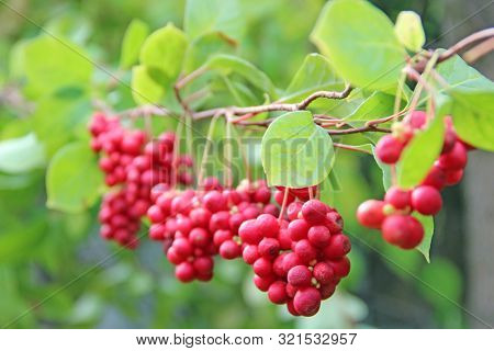 Row Of Ripe Fruits Of Red Schizandra With Green Leaves