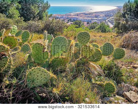 View At Sete From The Mount Of St. Clair, South Of France