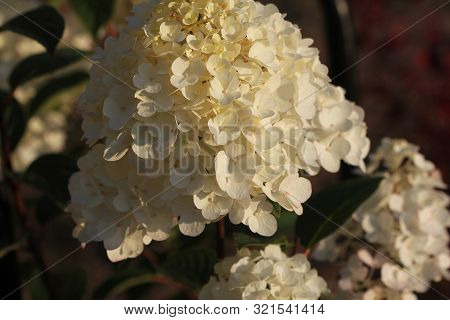 Brightening Things Up. Pink Hydrangea In Full Bloom. Blossoming Flowers In Summer Garden. Hydrangea 