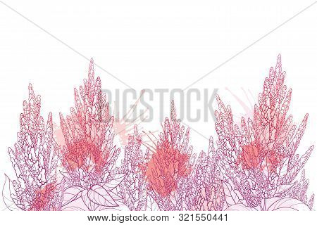Vector Field With Outline Stem Of Amaranthus Or Amaranth Flower Bunch And Leaves In Pastel Red Isola