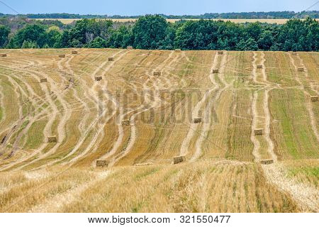 Rectangular Straw Briquettes After Harvesting Wheat On The Field. Lines On The Field Extending Into
