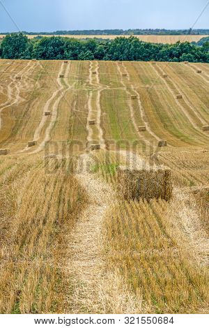Rectangular Straw Briquettes After Harvesting Wheat On The Field. Lines On The Field Extending Into