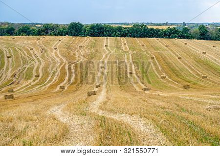 Rectangular Straw Briquettes After Harvesting Wheat On The Field. Lines On The Field Extending Into