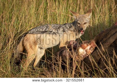 Black-backed Jackal Stands With Carcase Eyeing Camera
