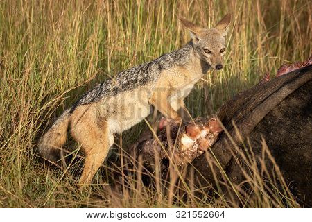 Black-backed Jackal Stands With Carcase In Grass